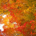 京都西京区大原野神社紅葉夜間ライトアップ「光と水」11月17日・18日